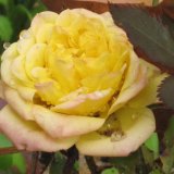 Naomi's Circle yellow rose