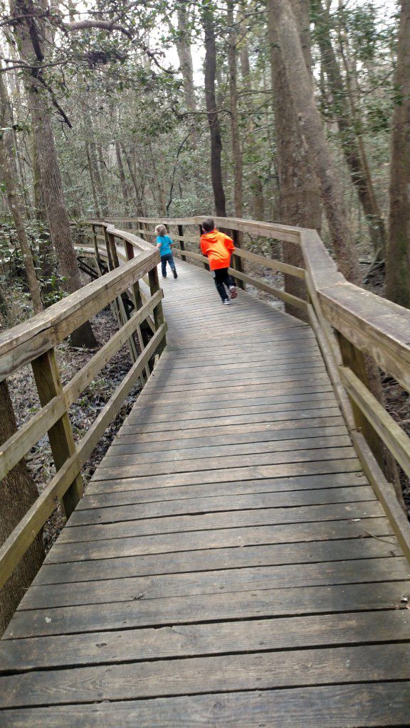 Boardwalks at Congaree Swamp