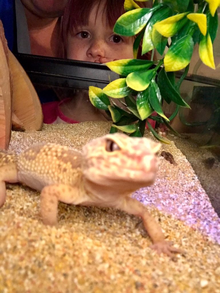Forget the Fish, Lizards are the Best First Pets Ever! | Columbia SC Moms Blog