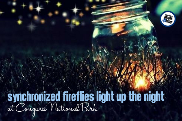 Synchronized Fireflies Light Up the Night at Congaree National Park | Columbia SC Moms Blog