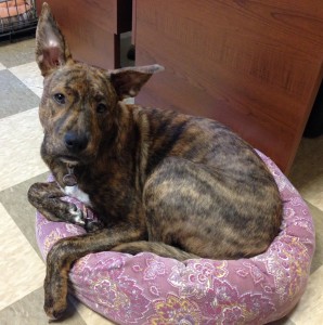 Large brindle dog in a small pink dog bed