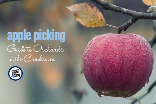 Apple Picking :: Guide to Orchards in the Carolinas | Columbia SC Moms Blog