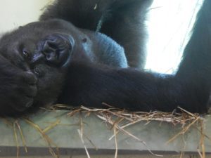 gorilla 2