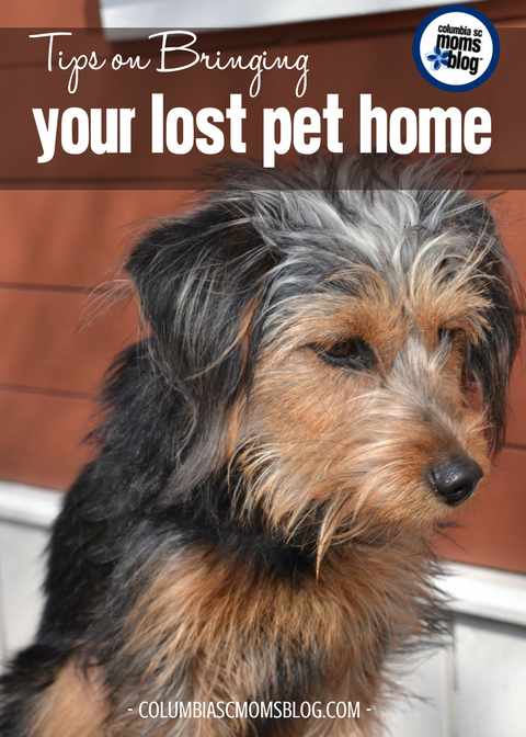 Tips on Bringing Your Lost Pet Home | Columbia SC Moms Blog
