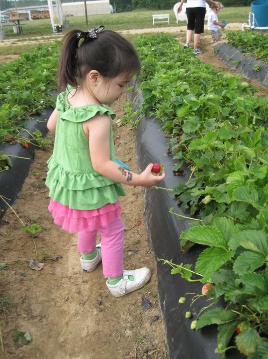 Cottle Farm Strawberry Picking | Columbia SC Moms Blog