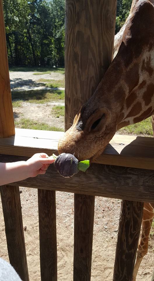giraffe feedings-riverbanks zoo-animal encounters-columbia- south carolina