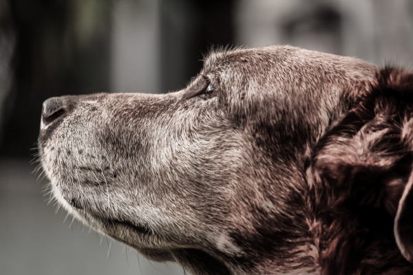The Tale of an Aging Dog | Columbia SC Moms Blog