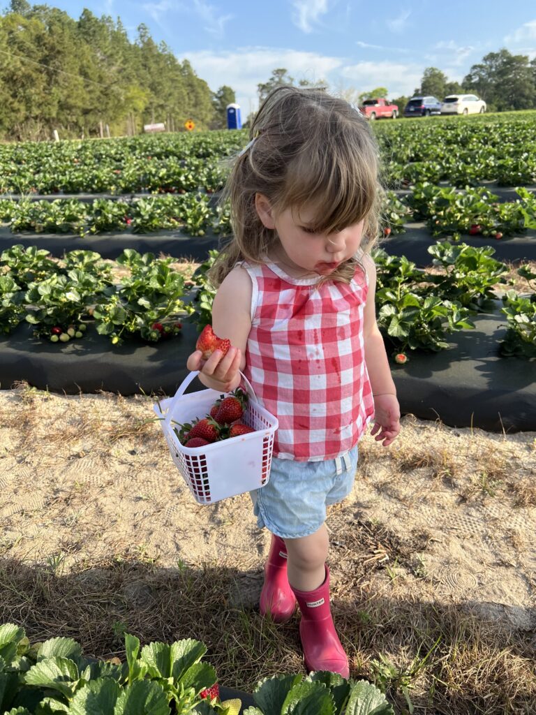 Strawberry Picking at Clinton Sease Farm